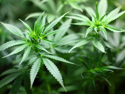 Australian hemp growers lose court battle over cosmetics
