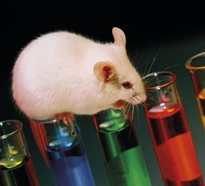 Australian watchdog claims brands are misleading shoppers over animal testing

