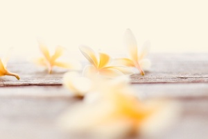 Aveda champions transparency with beauty’s ‘largest scale’ blockchain programme 