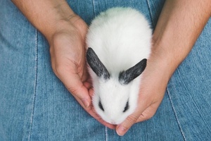 Avon takes steps to stop animal testing in China