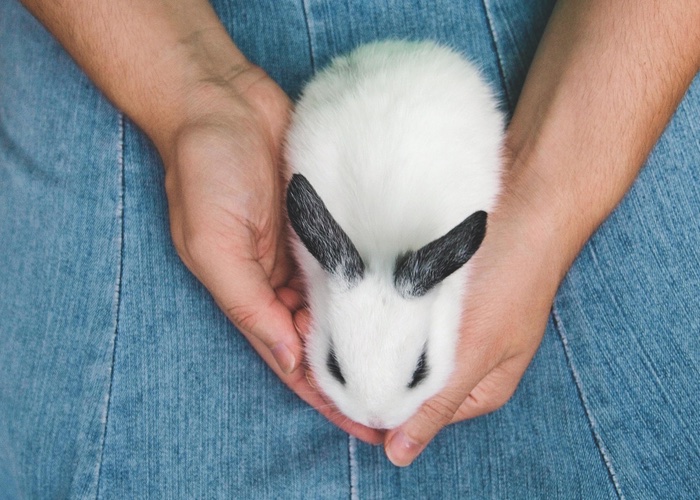 Avon takes steps to stop animal testing in China