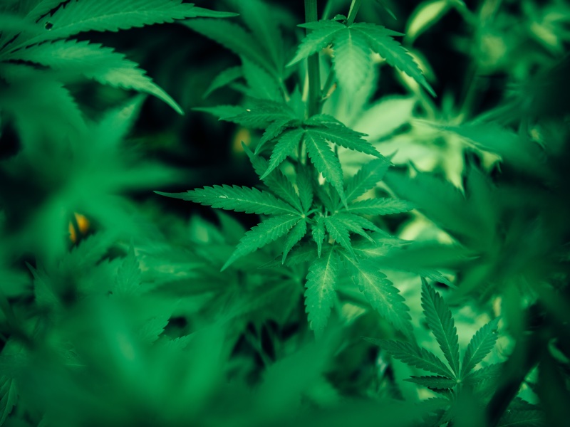 BASF adds CBD solution ComfortBD to US portfolio 
