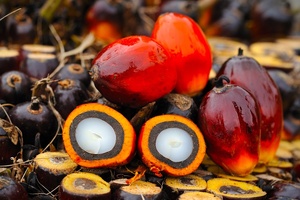 BASF adopts RSPO sustainable palm oil model 