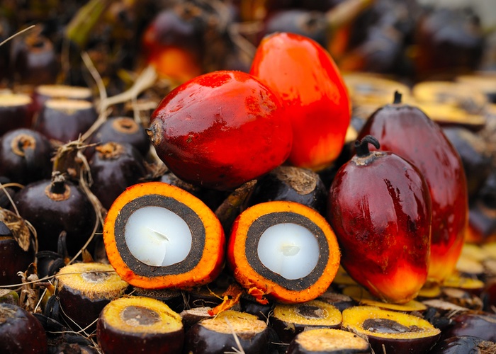 BASF adopts RSPO sustainable palm oil model 