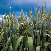 BASF and Monsanto expand plant biotechnology project