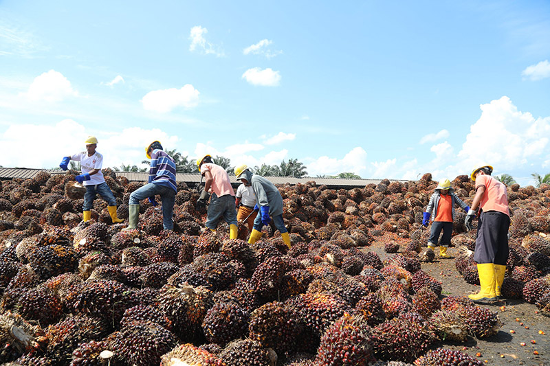 BASF drives sustainable palm with major portfolio switch