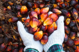 BASF facilitates farmer-to-consumer connectivity via sustainable palm blockchain platform