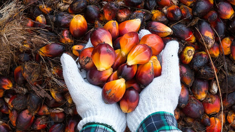 BASF facilitates farmer-to-consumer connectivity via sustainable palm blockchain platform