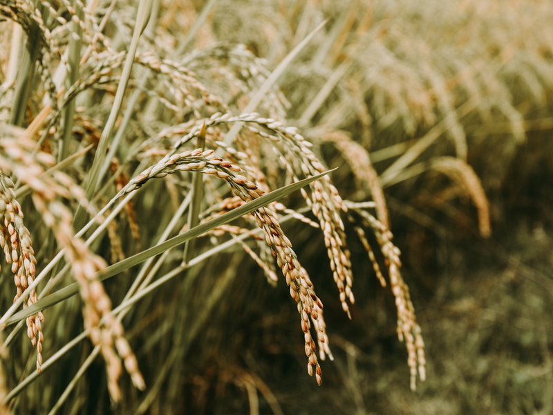 BASF launches new biopolymer for oil control natural products 