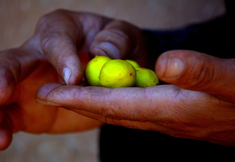BASF Lipofructyl Argan re-awarded fair trade by Ecocert
