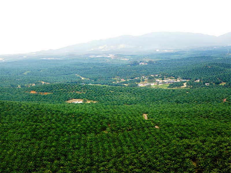 BASF, The Estée Lauder Companies, RSPO and Solidaridad support Enhanced Sustainable Palm Oil Production in Lampung, Indonesia