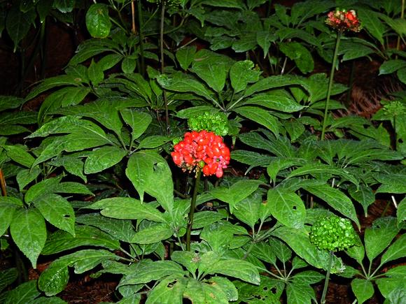 Bayer's Serdex says it with plants