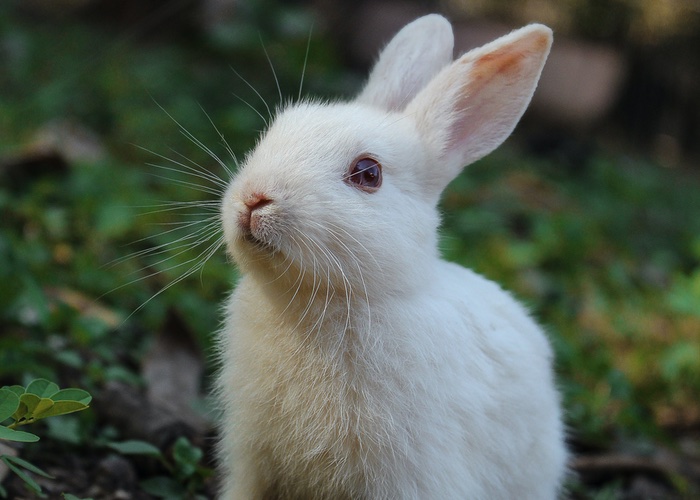 Beauty brands accuse ECHA of undermining testing ban on animals in public statement
