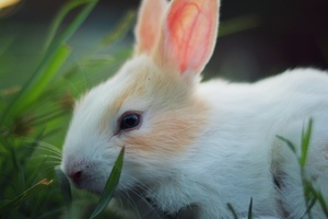 Beauty brands blast EU to end ‘back door’ animal testing in open letter 