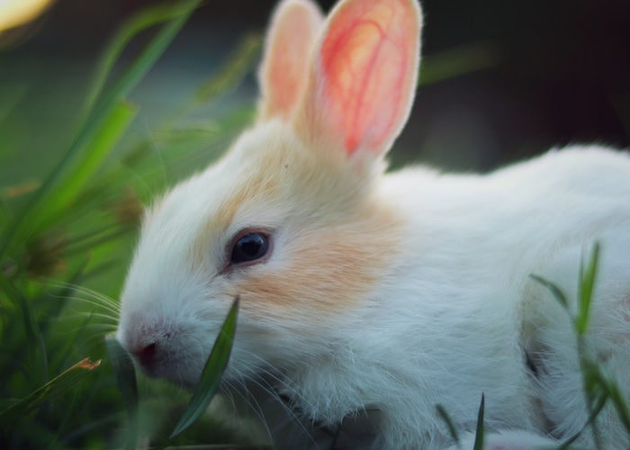 Beauty brands blast EU to end ‘back door’ animal testing in open letter 