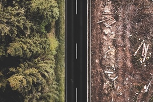 Beauty owner PZ Cussons puts transparency at forefront with deforestation commitment 