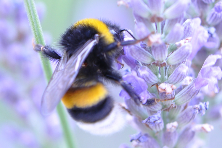 Bee and pollinator shortage threatens cosmetics industry  