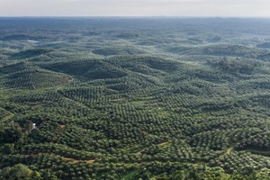 Beiersdorf and WWF extend sustainable palm oil cooperation until 2026