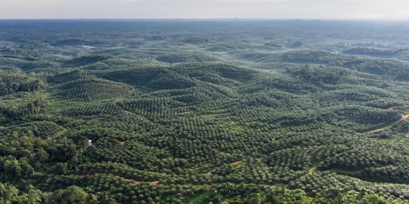 Beiersdorf and WWF extend sustainable palm oil cooperation until 2026