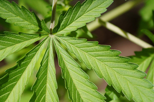Beraca launches CBD alternative