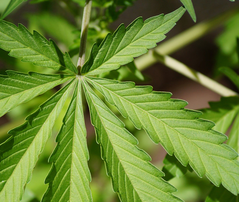Beraca launches CBD alternative
