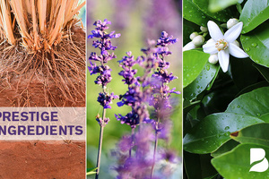 Berjé presents globally sourced prestige ingredients 