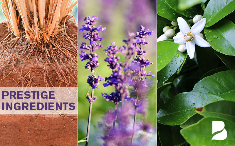Berjé presents globally sourced prestige ingredients 