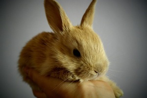 Bill proposed in US to ban animal testing