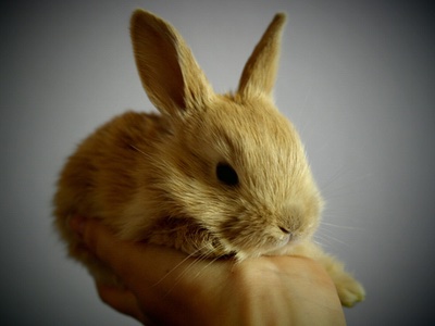 Bill proposed in US to ban animal testing