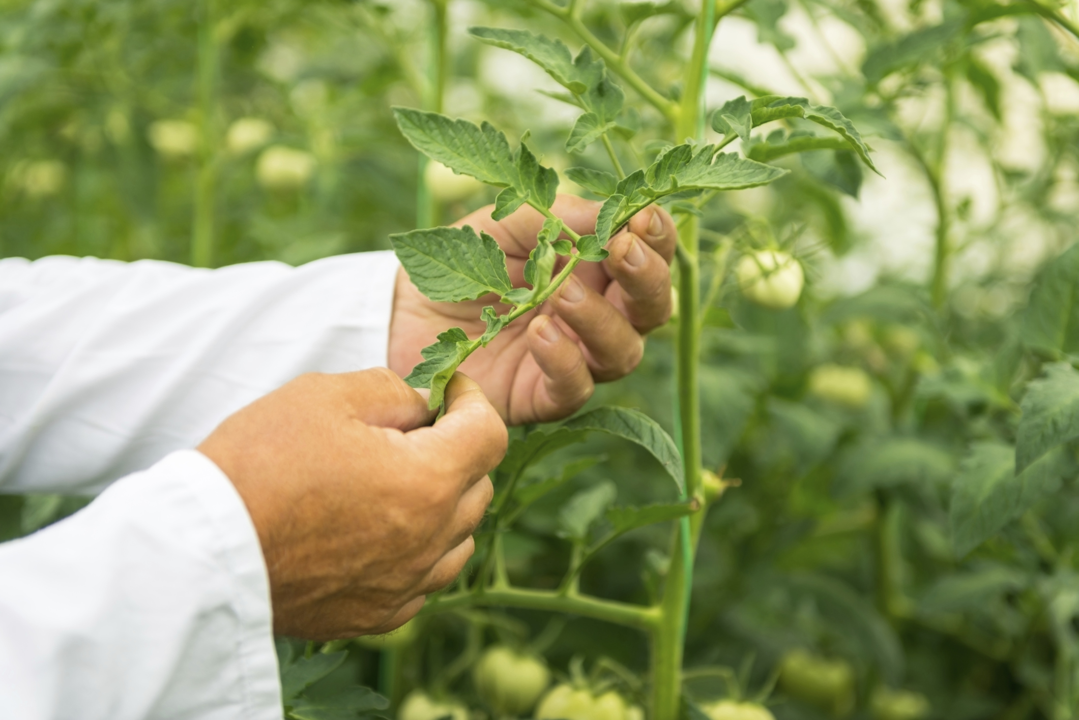 Bio-based market predicted to reach 4.6 million megatonnes