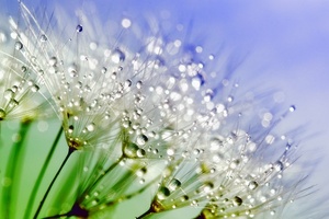 Biotechnology transforms traditional Chinese materials into high-tech cosmetic ingredients