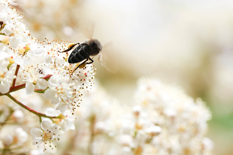 Black BeeOme by Mibelle Biochemistry