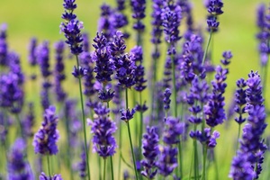 Blue gold: Symrise launches 3-year lavender farming biodiversity research project
