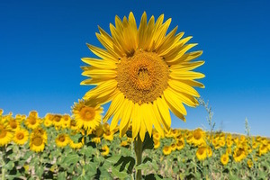Blue Sky Botanics marks ten-year anniversary