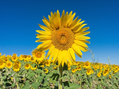 Blue Sky Botanics marks ten-year anniversary