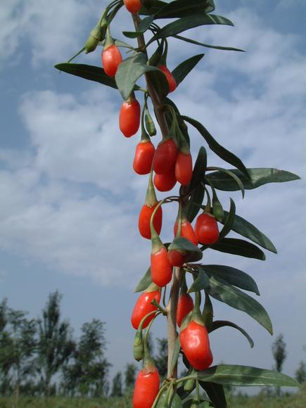 Botanica extracts the power of the wolfberry