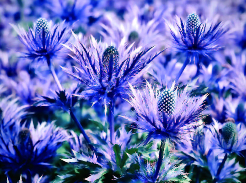 BotaniCellar Eryngium Maritimum: Resilient skin care from the coast of Brittany