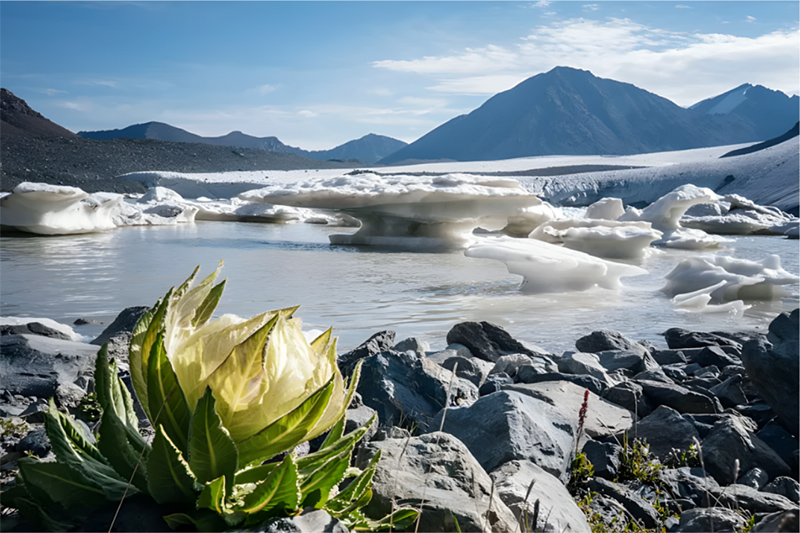 BotaniCellar Tianshan Snow Lotus: Alpine cell tech redefining clean beauty performance