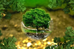 Brands explore anti-pollution benefits of plant extracts