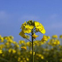 Brassicas for good condition