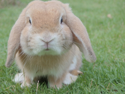 Brazil's Senate approves ban on cosmetics animal testing