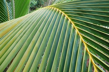 British cosmetics retailers lauded over palm oil checks by WWF