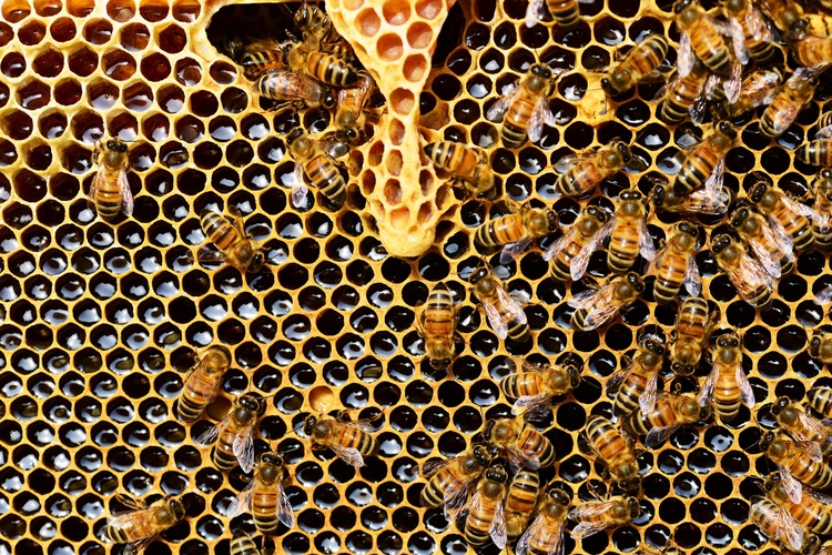 Burt’s Bees commits to planting thousands of bee-friendly wildflowers 