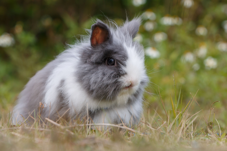 California introduces new bill to end animal testing for cosmetics