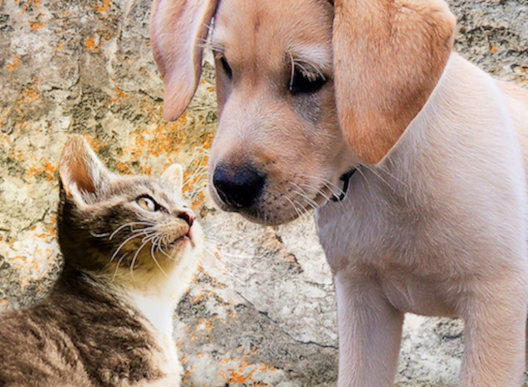 California unanimously approves cruelty-free cosmetics act
