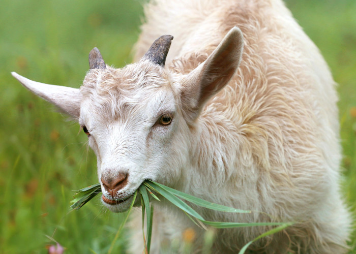 Campaign to end animal-hair brushes leaps ahead with L’Oréal brush ban
