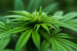 Can CBD and CBG rival antioxidant vitamin C? 
