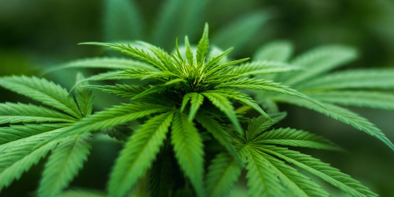 Can CBD and CBG rival antioxidant vitamin C? 
