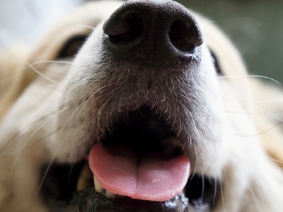 Can dogs improve cancer detection? And other topics from the IFRA UK Forum   