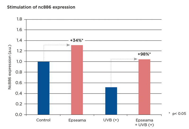 nc886 synthesis increase under basal condition and UVB stress